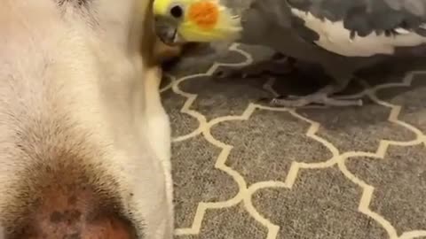Parrot Kissing dog funny clips