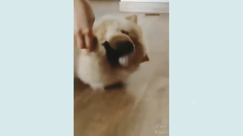 Cute Funny Dogs video Compilation 2021 aaaaaamazing!!!!