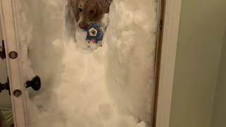 Dog Wades Through Deeps Snow to Retrieve Ball