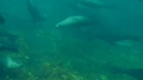 California sea lions 🦭