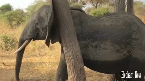 An Elephant Is Tring To Going Back Word Between Two Trees