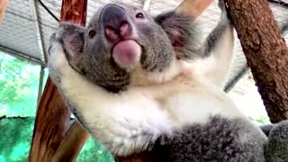 Koala receives world-first prosthetic foot