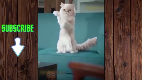 Funny Cats - Laughing Cats Videos