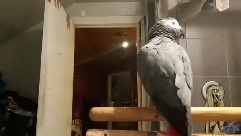 Beatboxing Bird Scratches Out a Song