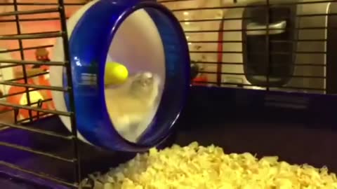 Big Turbo Hamsters