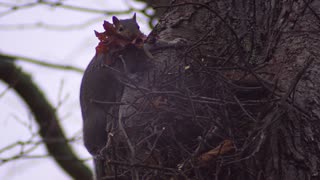 Squirrel reacts to failed call attempt