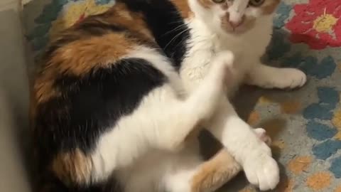 Cat's Back Foot Is Her Worst Enemy