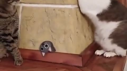 Sneaky cat acting all innocent when gets caught
