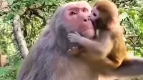 O amor entre mãe e filho