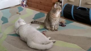 Lockdown Boredom - Bored cat annoys his sister in order to force her to play with him.