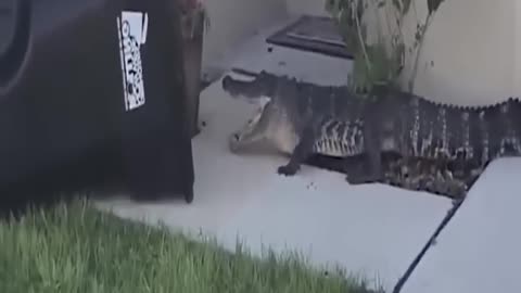 Human Catch a Crocodile From Home Town