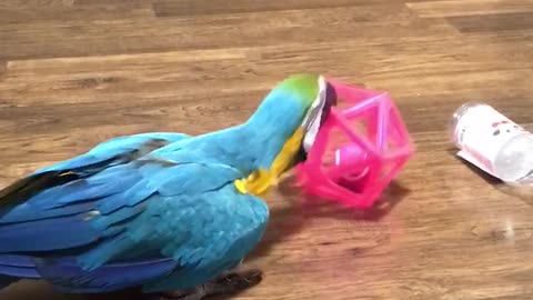 Parrot shows playful side with favorite toy