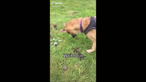🤣Funny Dog Videos 2021 It's time to LAUGH with Dog's life lets laugh loud