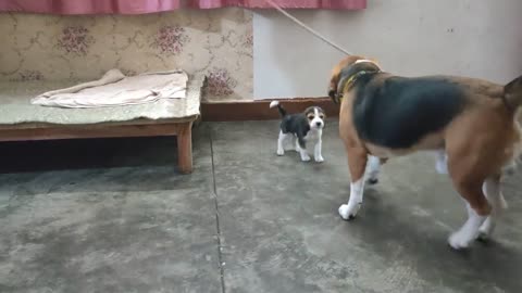 Cute Dog and puppy fight