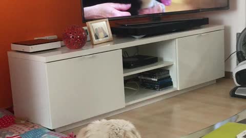 This dog doesn't like TV