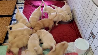 Crazy Litters 5 Weeks