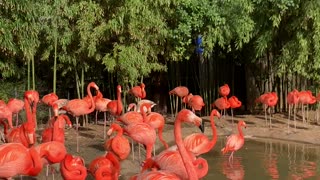 Flamingos are having a happy day