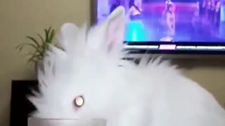 *Klodi* Bunny