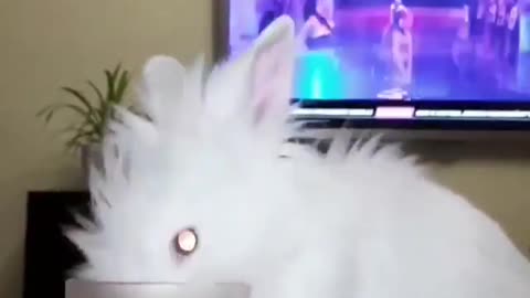 *Klodi* Bunny