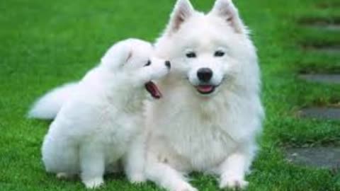 Alaskan Malamute and Samoyed dog like best friends, dog videos