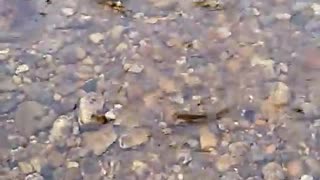 Little brown trout