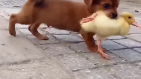 Funny Animal Videos that Make Me Burstnto Tears Laughing (CUTE) #shorts