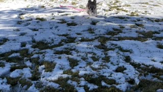 Playful Puppy in the Snow