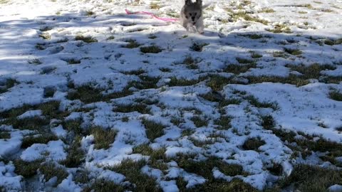 Playful Puppy in the Snow