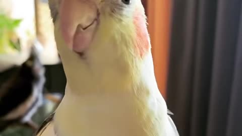 Great sound of a cockatiel in the early morning