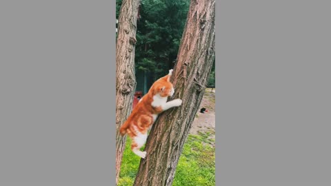 The cat is trying to climb the tree.