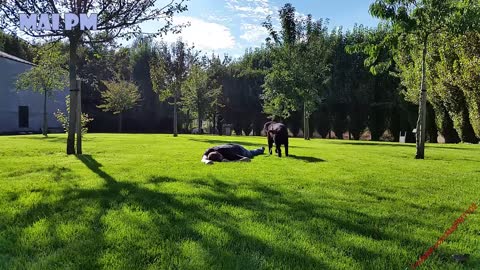 Loyal Dogs Reaction When Their Owner Playing Dead - Dog Protects Owner