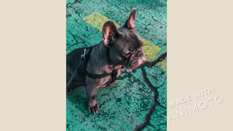 Cute Frenchie / French Bulldog