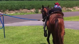 Cowgirl Chihuahua Rides Horse A Farm