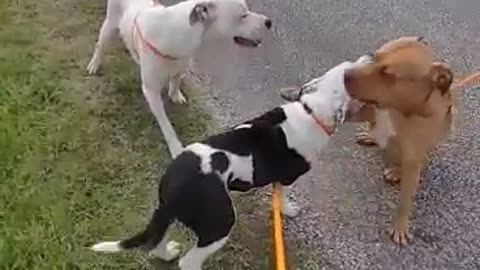 #33 male white boxer #34 male tan pittie mix #41 male black white bulldog April2022