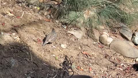 California Quail