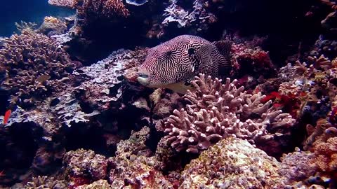 Scary Fish Hiding In Corals