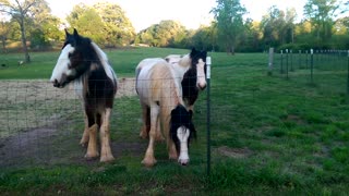 Gypsy Girls (Horses) :)