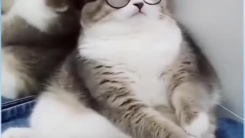 The sweet cat wore glasses himself