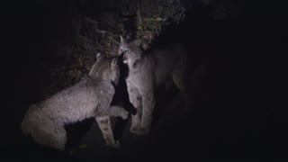 Nighttime Lynx Interaction