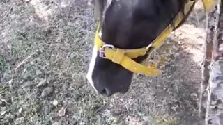 Black and white dog scared by brown horse through fence