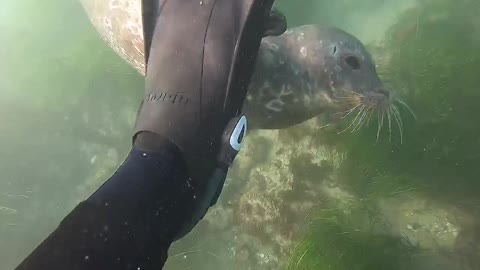 Cutest harbor seal plays with this diver's fins