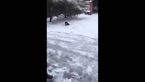 Puppy found a freezing cat in the snow and decided to save her life