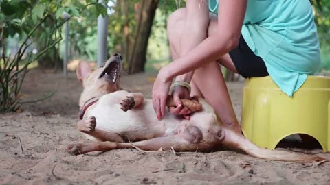 Girl volunteer in the nursery for dogs doing physiotherapy cute adult dog