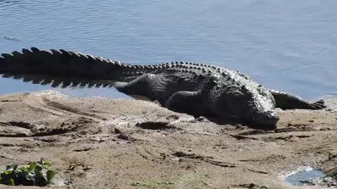 Nile Crocodile - African Crocodile (Crocodylus niloticus) - Stories Of The Kruger_Cut.mp4