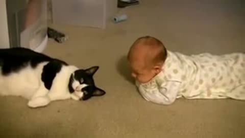 Cat meeting baby first time