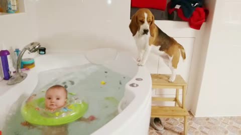 Persistent beagle can't reach baby's bath ducky