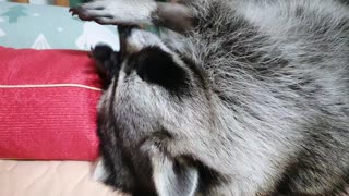 Raccoon grooms his hairy arms for regular medical checkups.