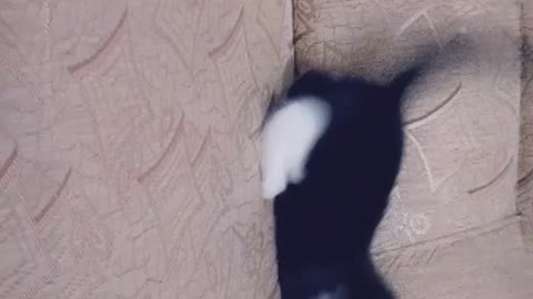 Playing the cat alone is very nice video