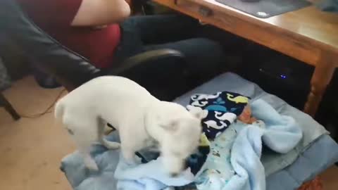 Cute baby and his dog trying to hide in a cage from his dad.