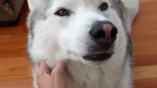 Dog yawns on demand